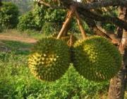 Durian Plantations - Kampot