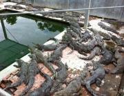Crocodile Farm - Siem Reap