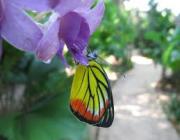 Banteay Srey Butterfly Centre - Siem Reap