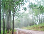 Kirirom Hillside Resort -  Kampong Speu