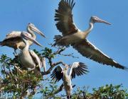 Prek Toal Bird Sanctuary - Battambang