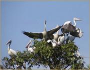 Sam Veasna Center (Bird Watch) - Siem Reap