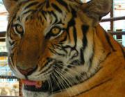 Teuk Chhou Zoo - Kep