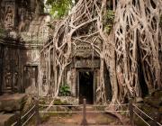 Ta Prohm Temple (Tomb Raider) - Siem Reap