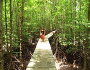Mangrove Forest Koh Kong